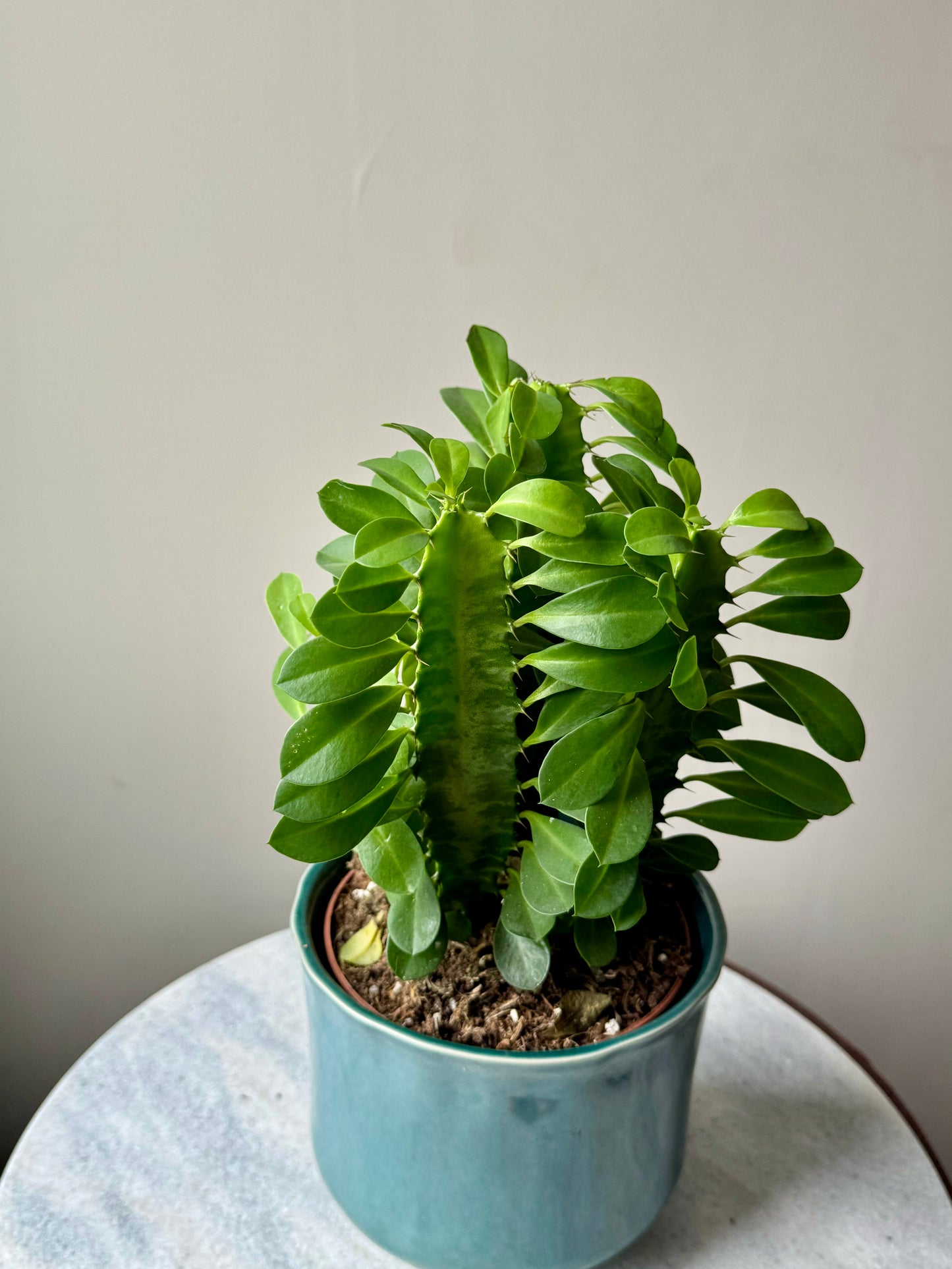 Euphorbia Trigona - African Milk Tree Cactus