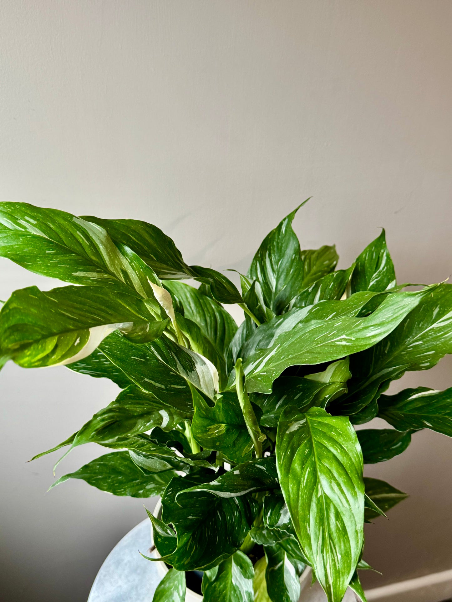 Spathiphyllum Diamond Variegata - Variegated Peace Lily
