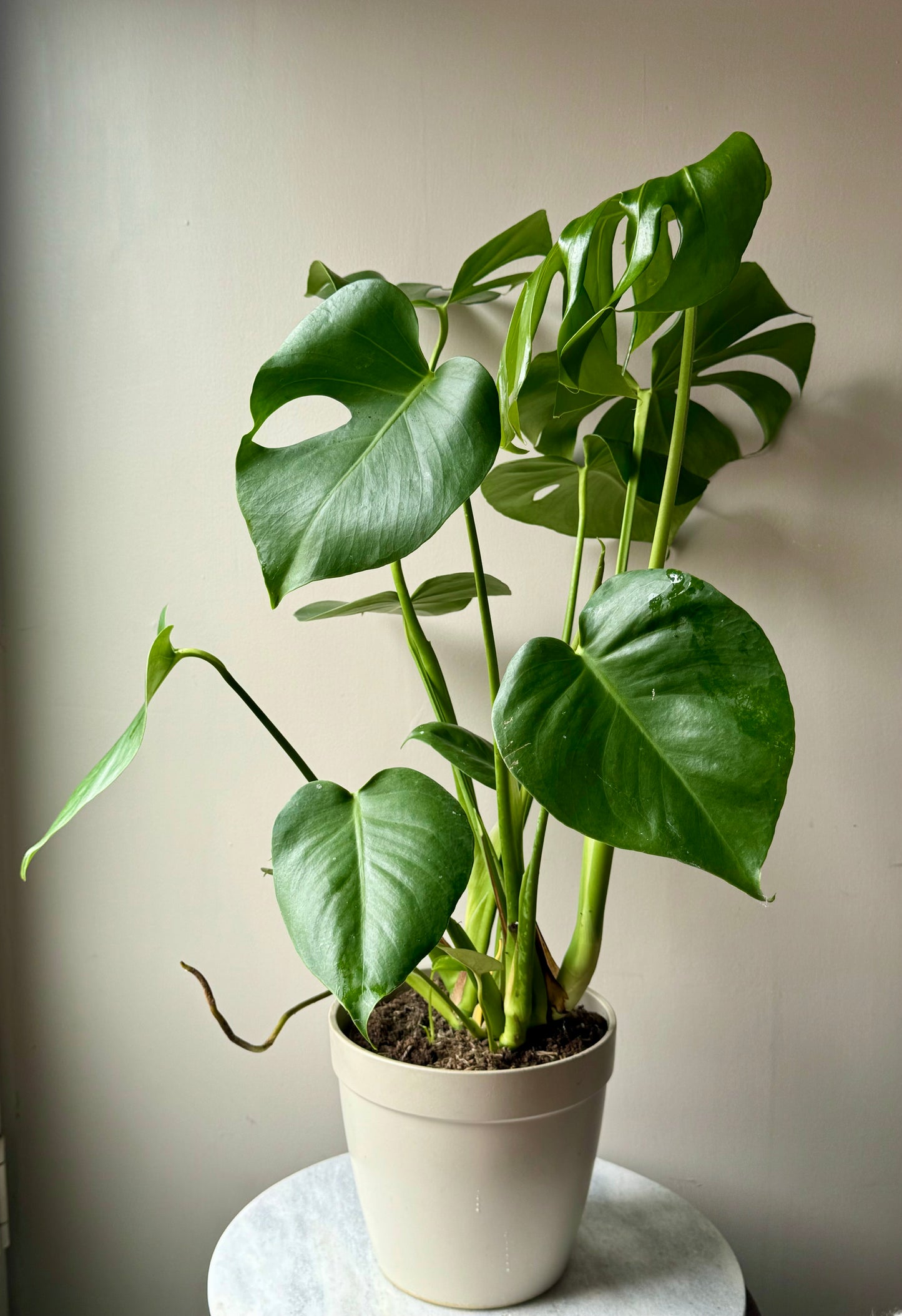 Monstera Deliciosa - Swiss Cheese Plant