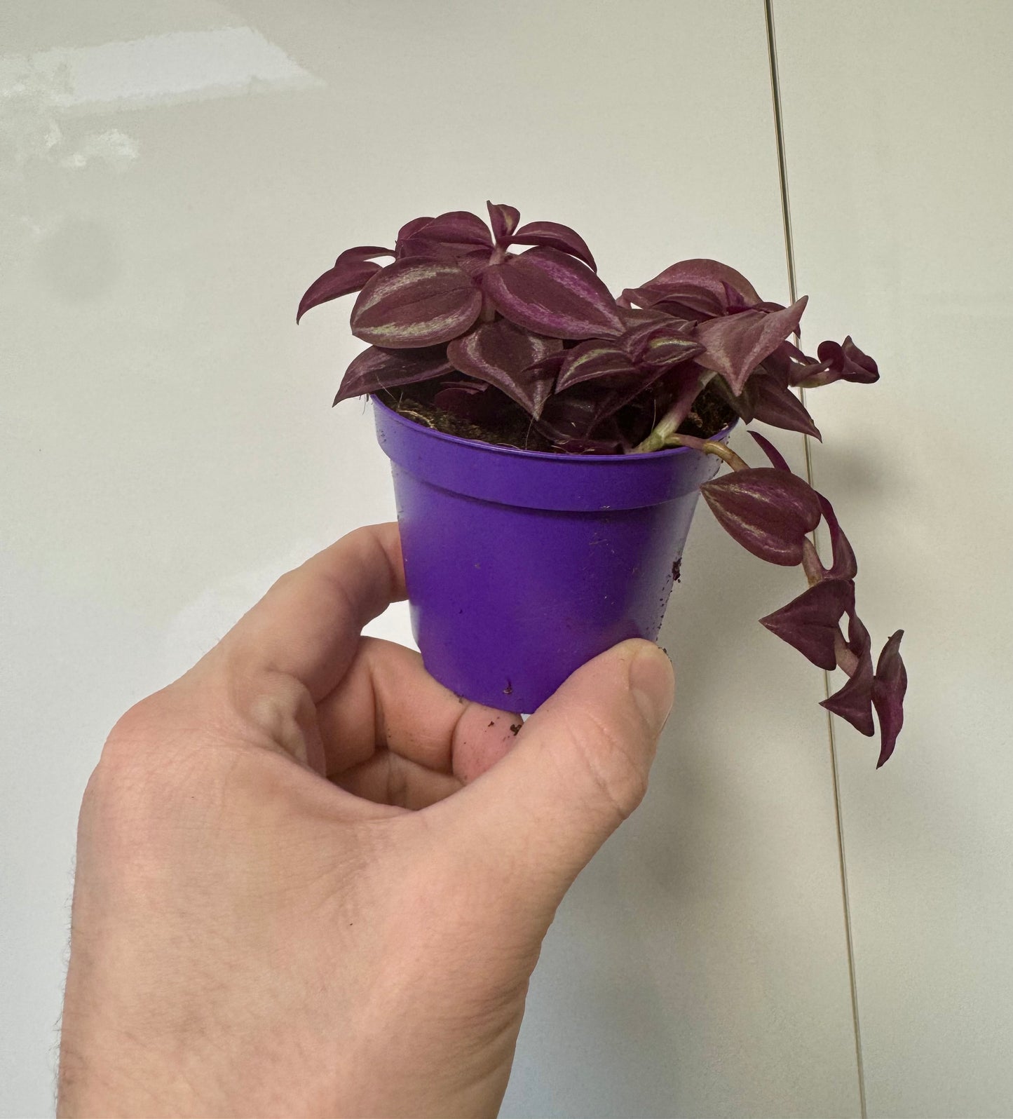 Tradescantia Mixed Varieties - Wandering Dude