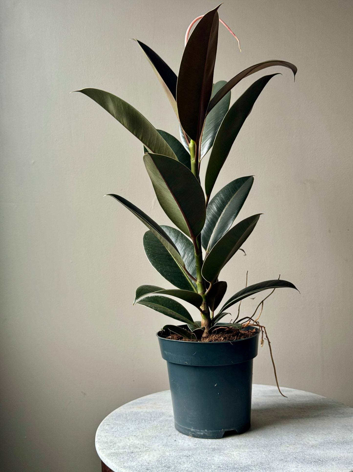 Ficus Elastica Mixed Varieties
