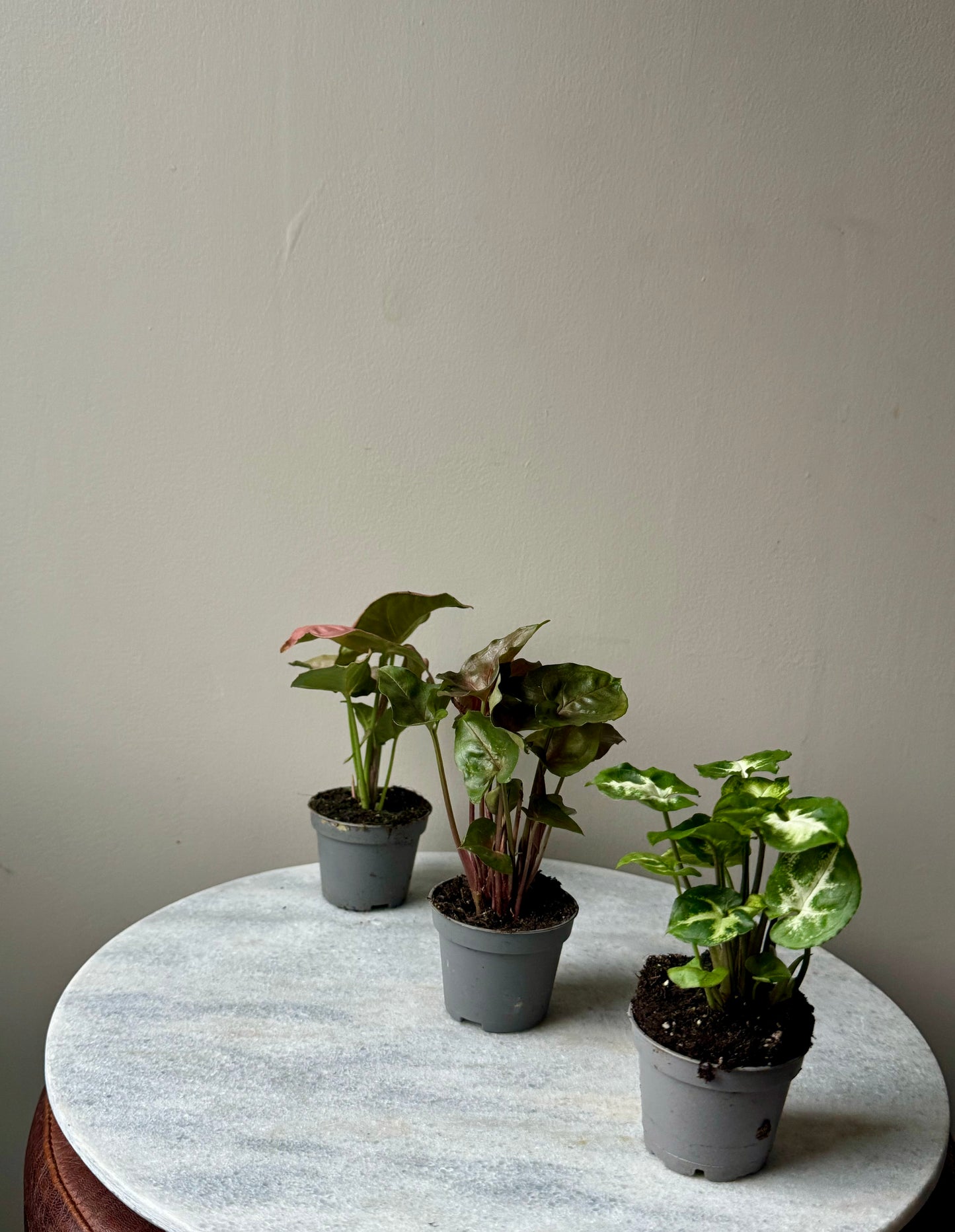 Syngonium Mixed Varieties - Arrow Head Vine