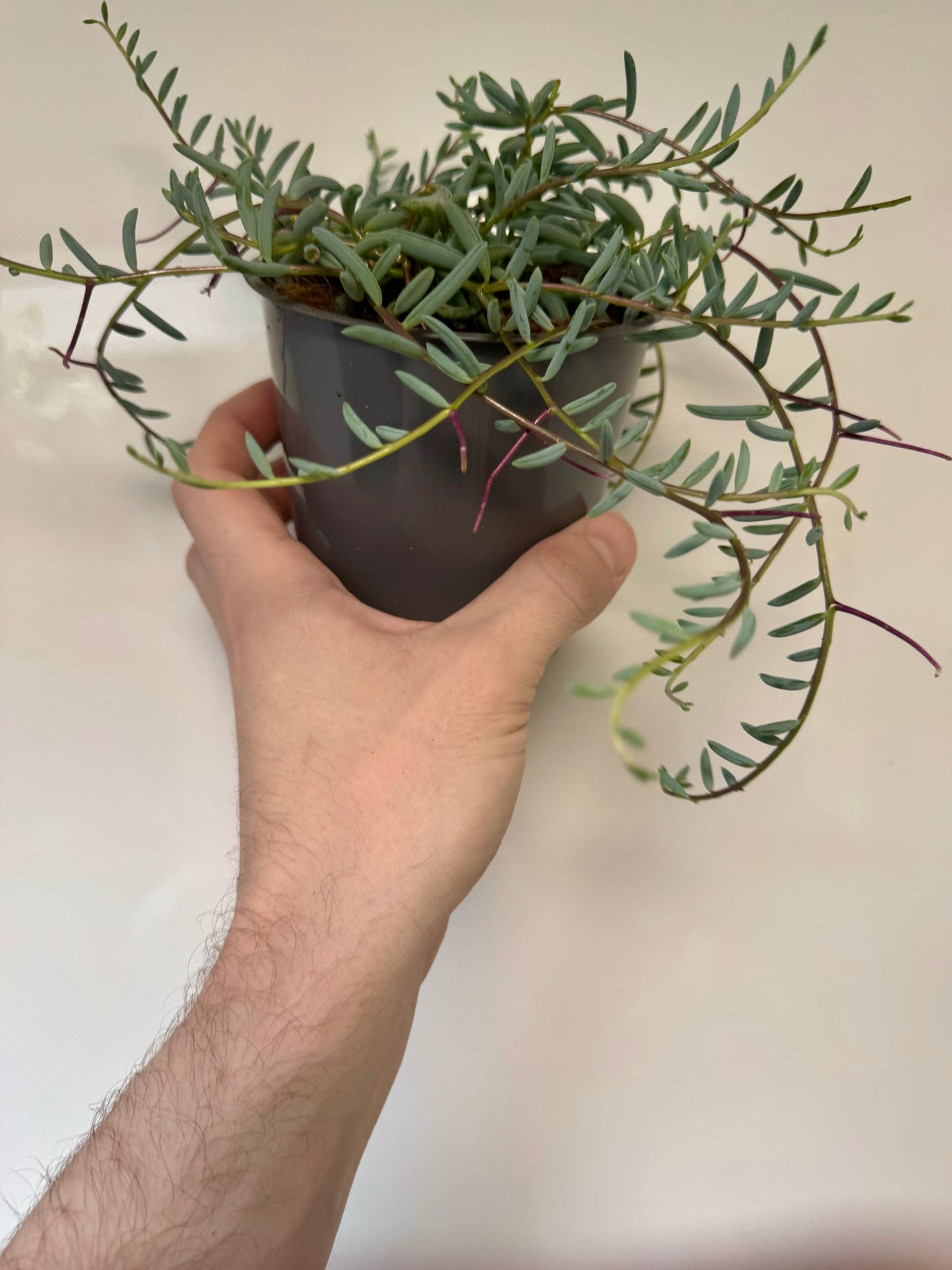 Senecio Radicans - String of Bananas