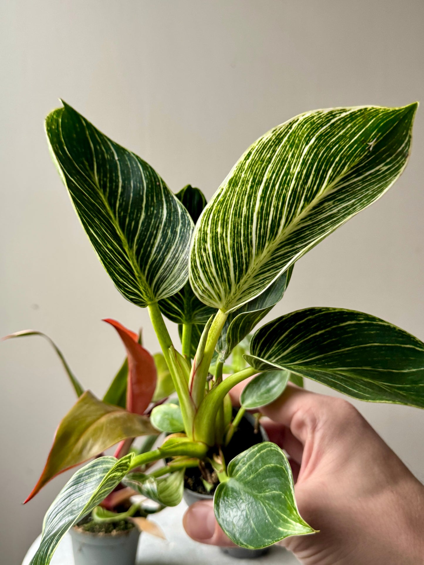 Philodendron Mixed Varieties