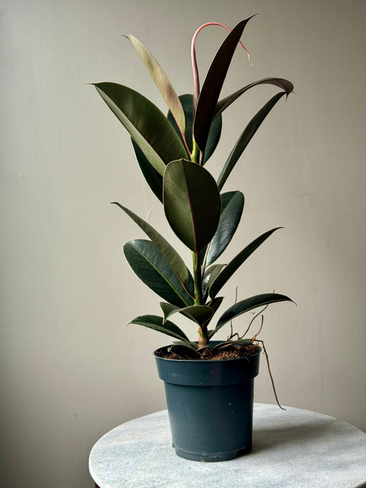 Ficus Elastica Mixed Varieties