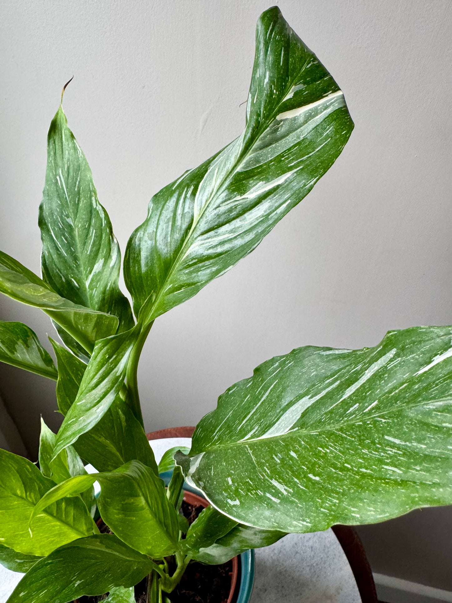 Spathiphyllum Diamond Variegata - Variegated Peace Lily