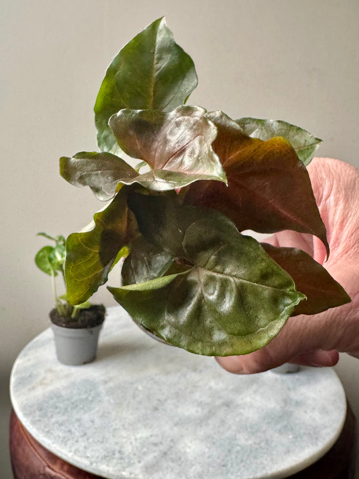 Syngonium Mixed Varieties - Arrow Head Vine