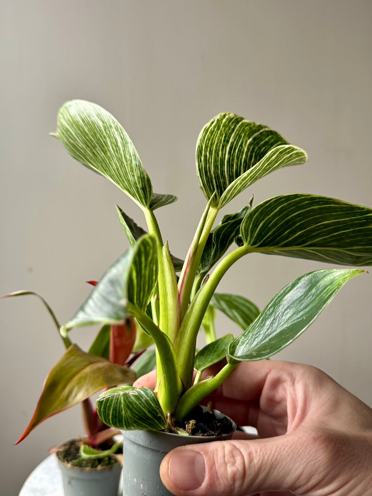 Philodendron Mixed Varieties