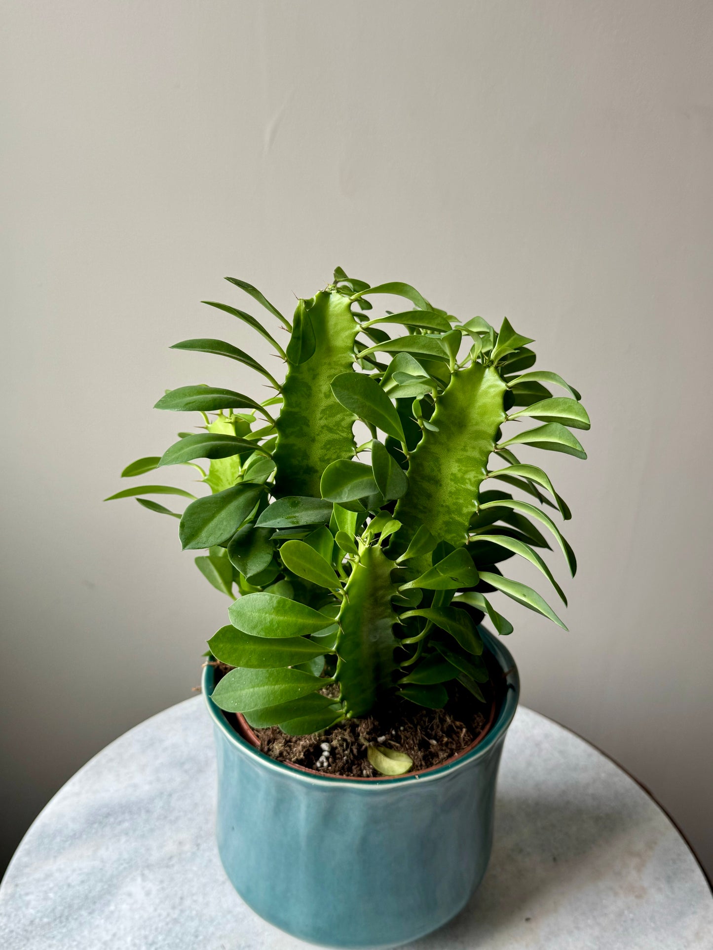 Euphorbia Trigona - African Milk Tree Cactus