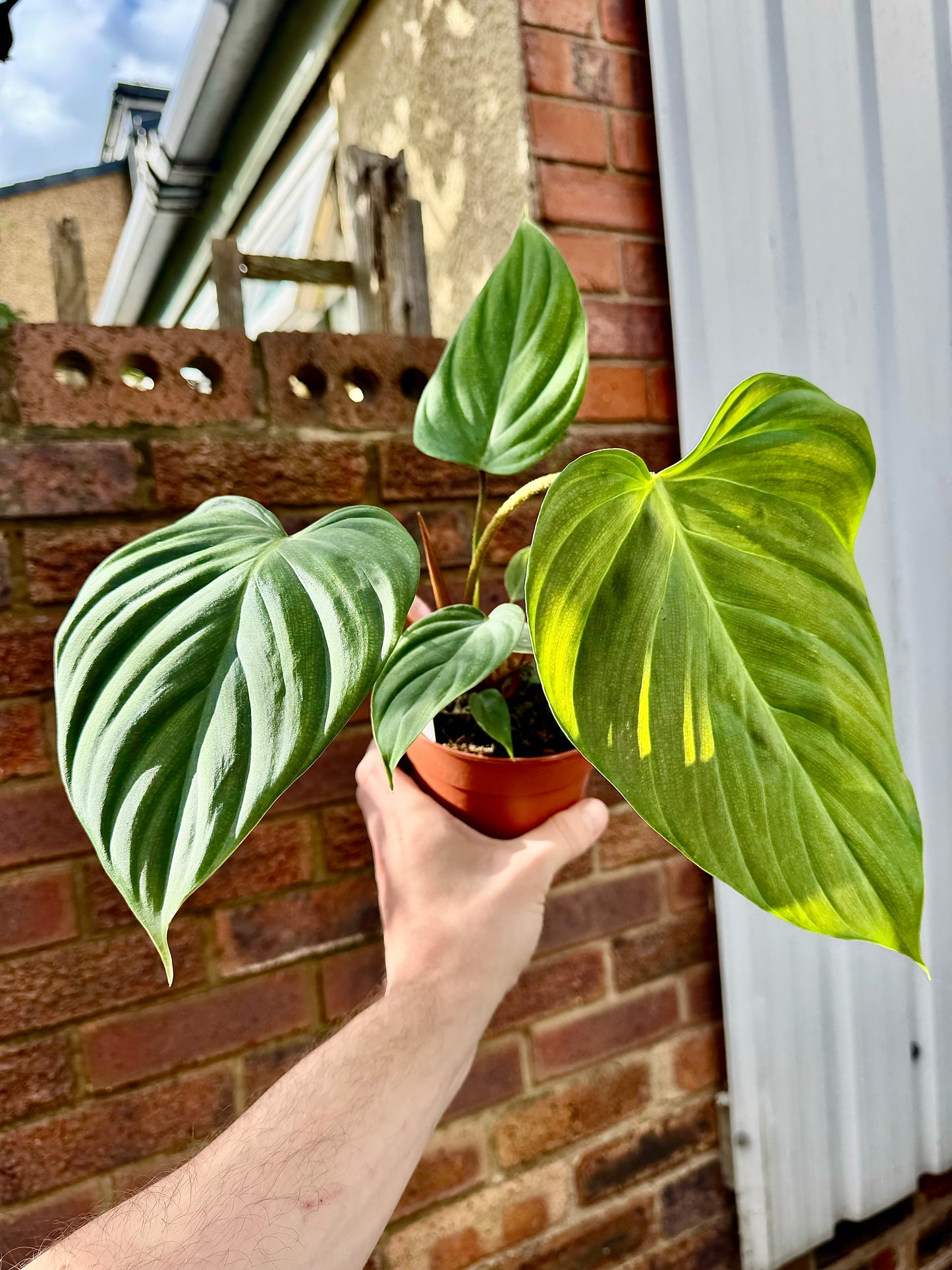 Philodendron Nangaritense - Fuzzy Petiole