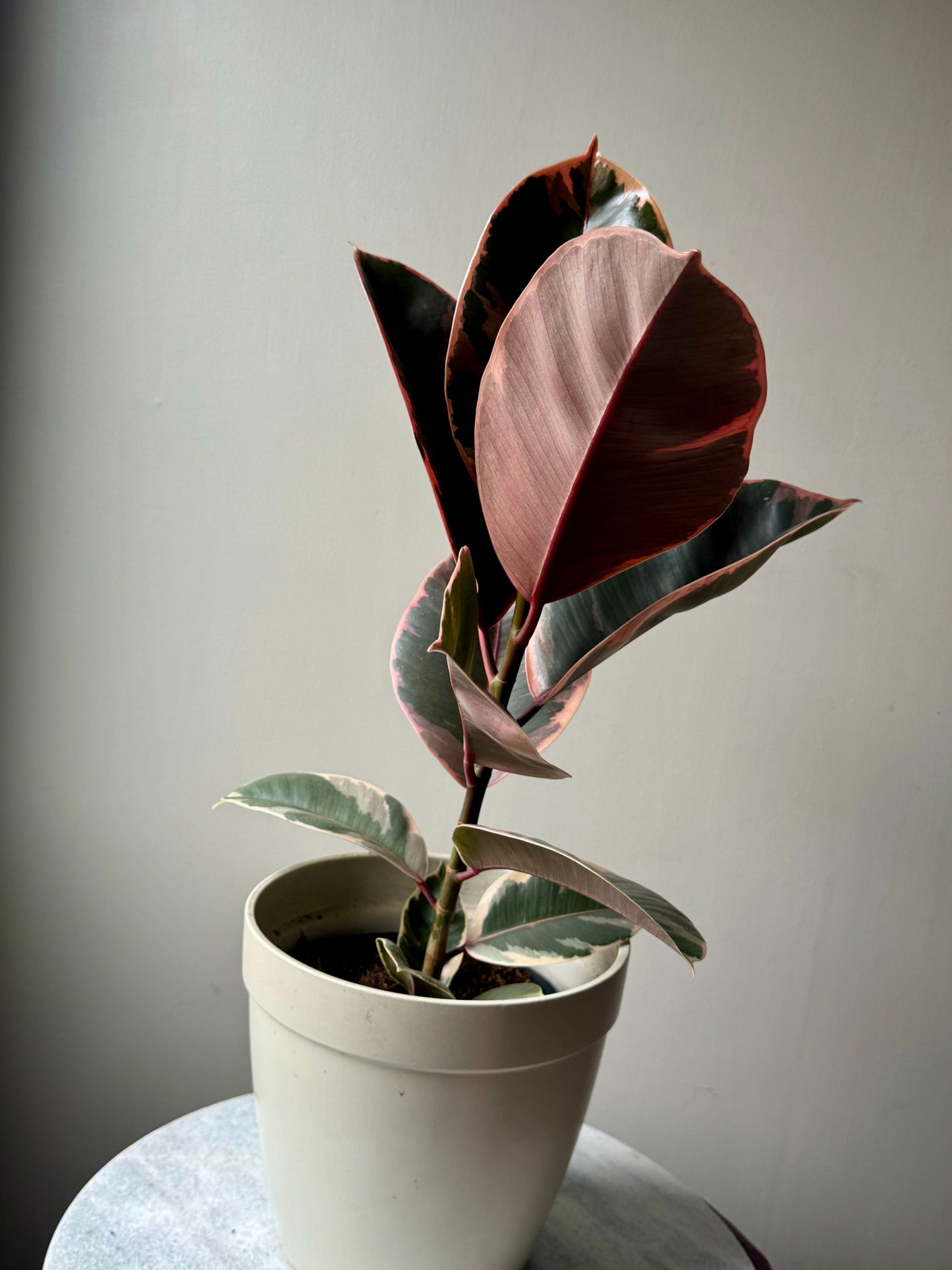 Ficus Elastica Mixed Varieties