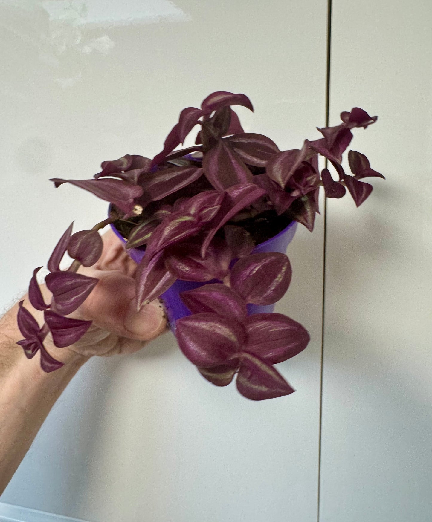 Tradescantia Mixed Varieties - Wandering Dude