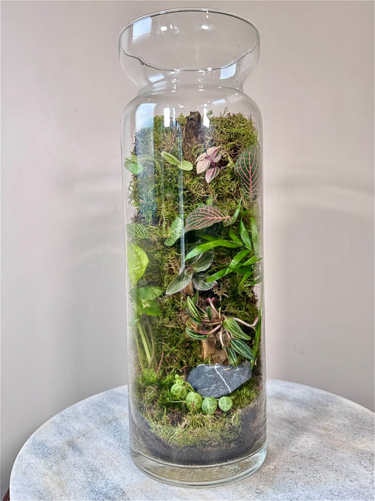 Tall Glass Moss Terrarium