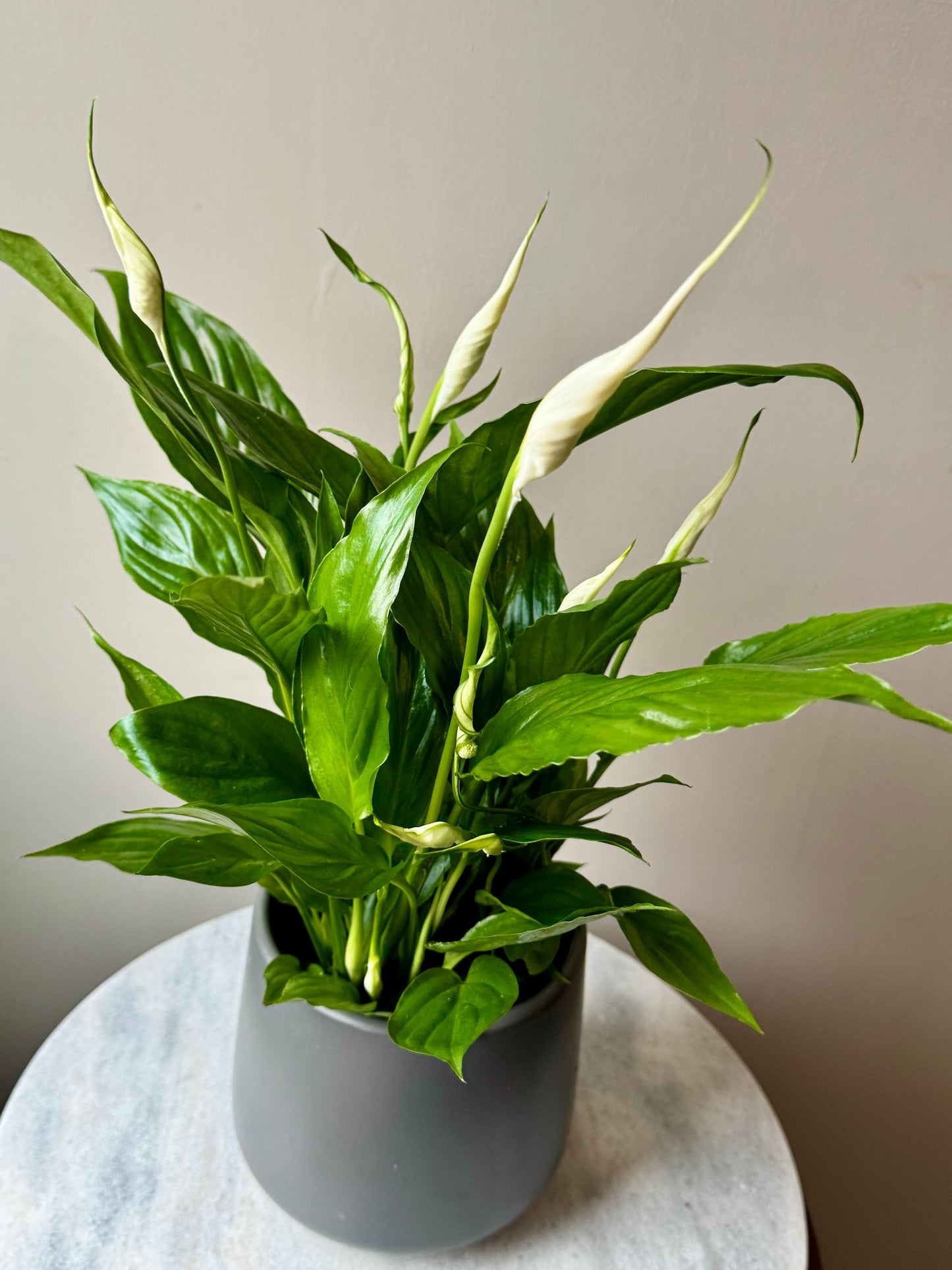 Spathiphyllum Torelli - Peace Lily