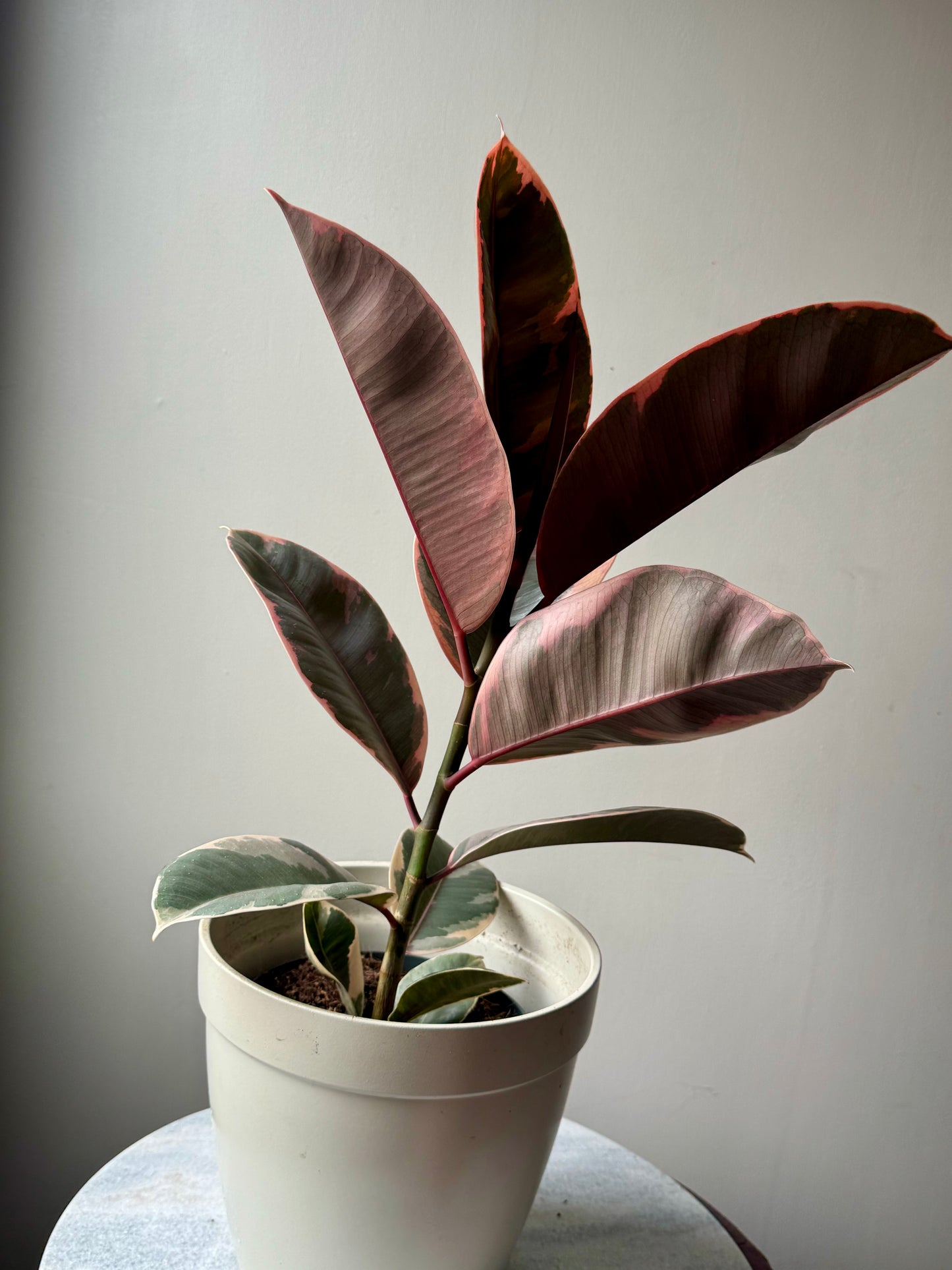 Ficus Elastica Mixed Varieties