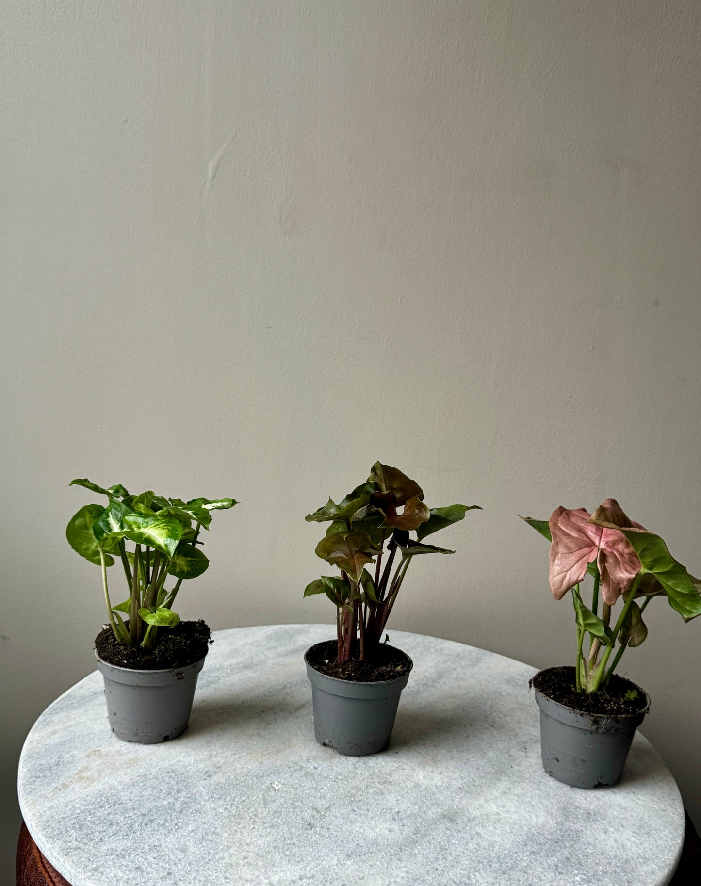 Syngonium Mixed Varieties - Arrow Head Vine
