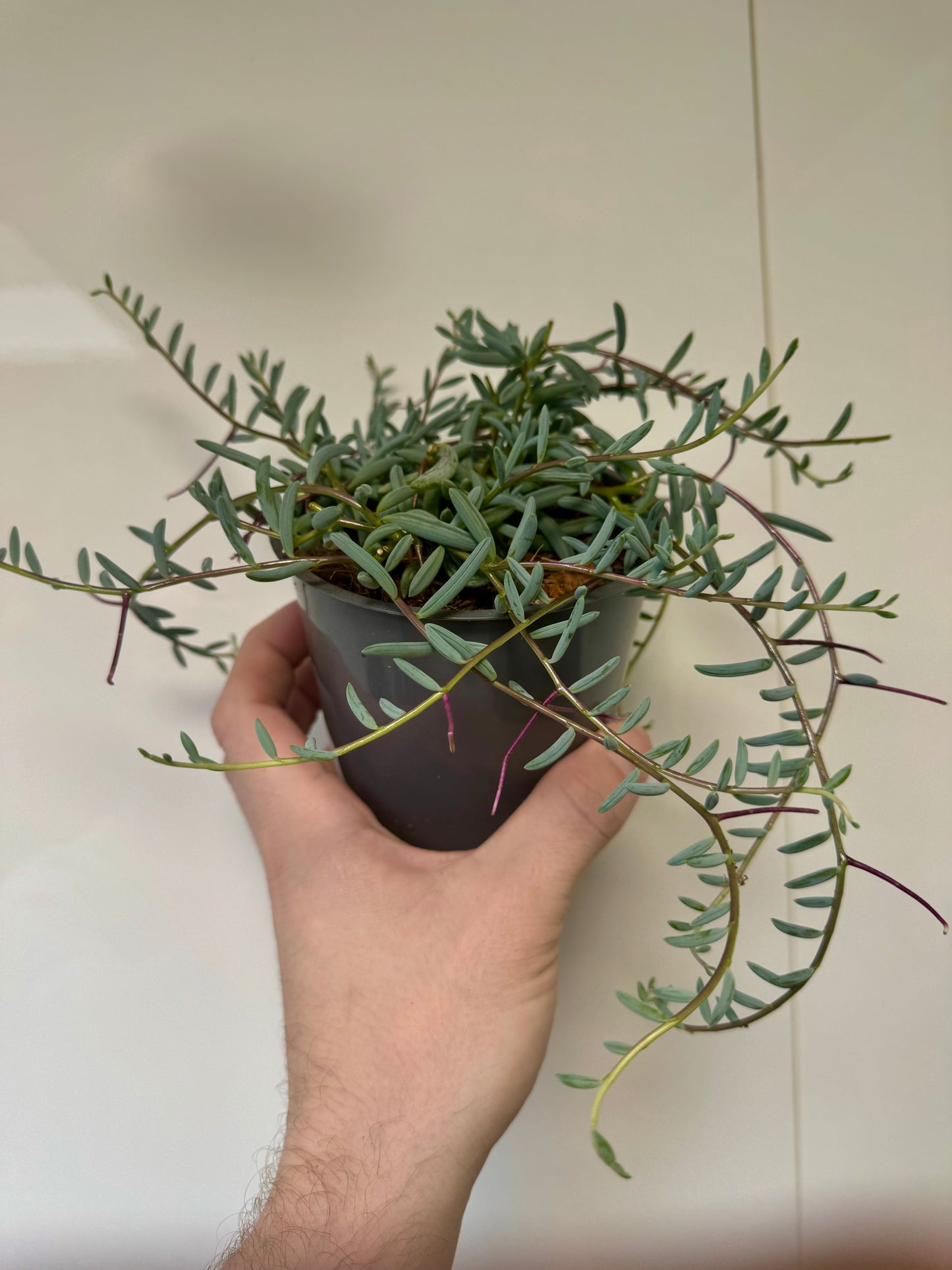 Senecio Radicans - String of Bananas