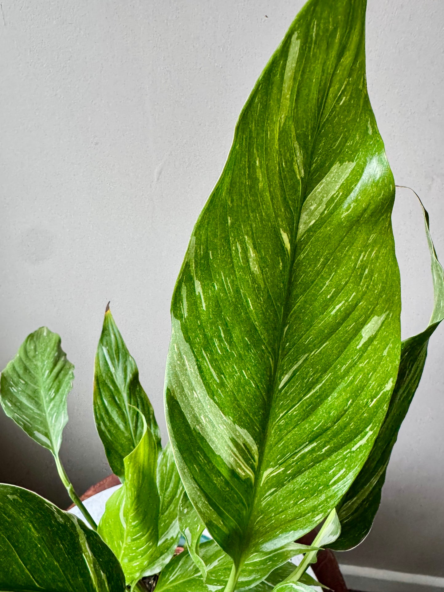 Spathiphyllum Diamond Variegata - Variegated Peace Lily