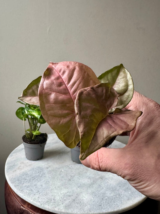 Syngonium Mixed Varieties - Arrow Head Vine