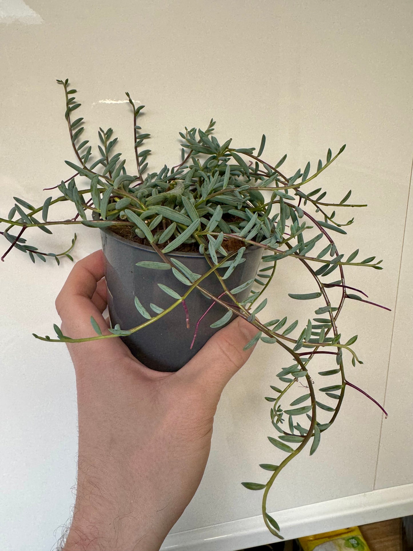Senecio Radicans - String of Bananas