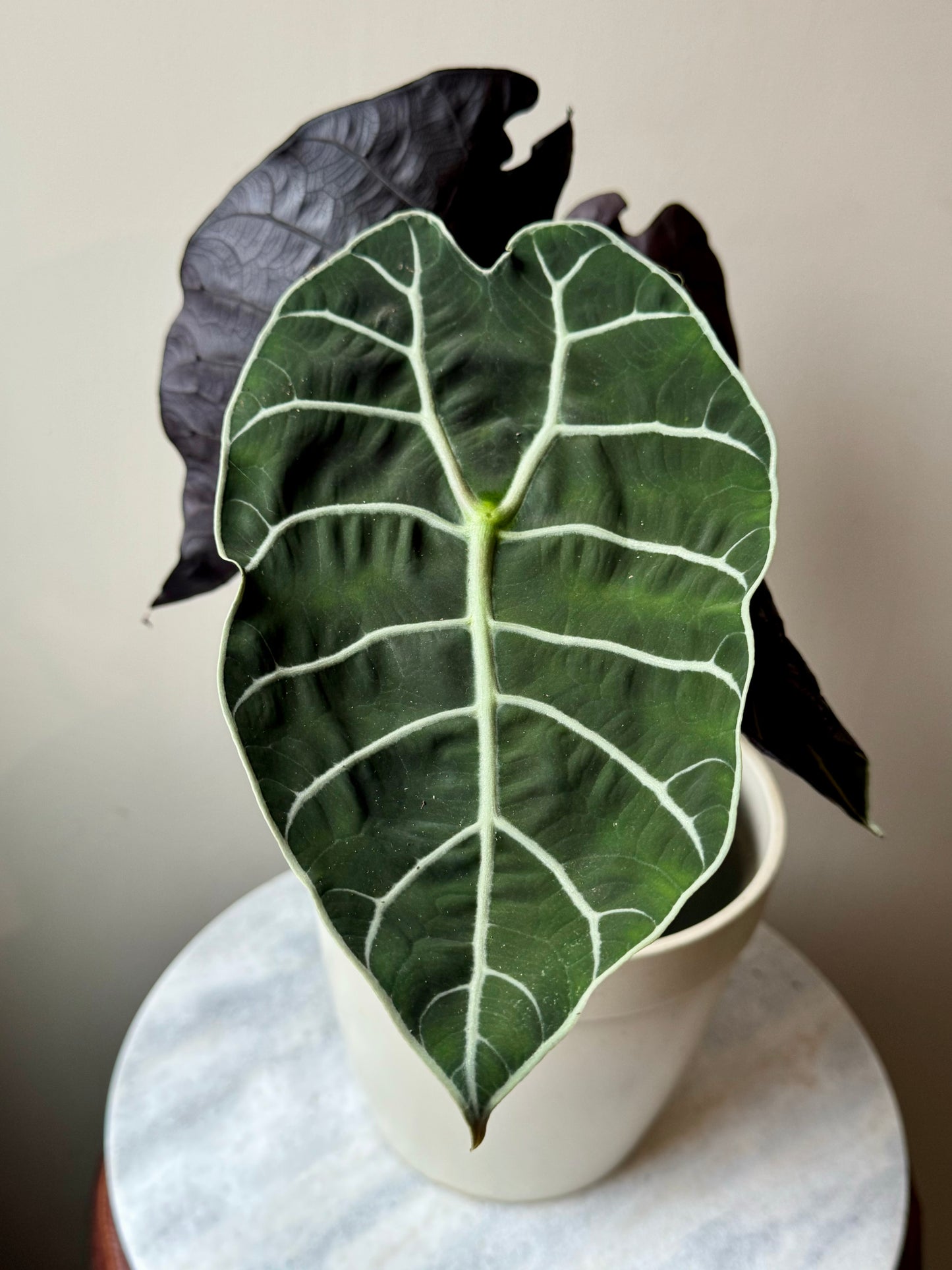 Alocasia Watsoniana - African Mask Plant