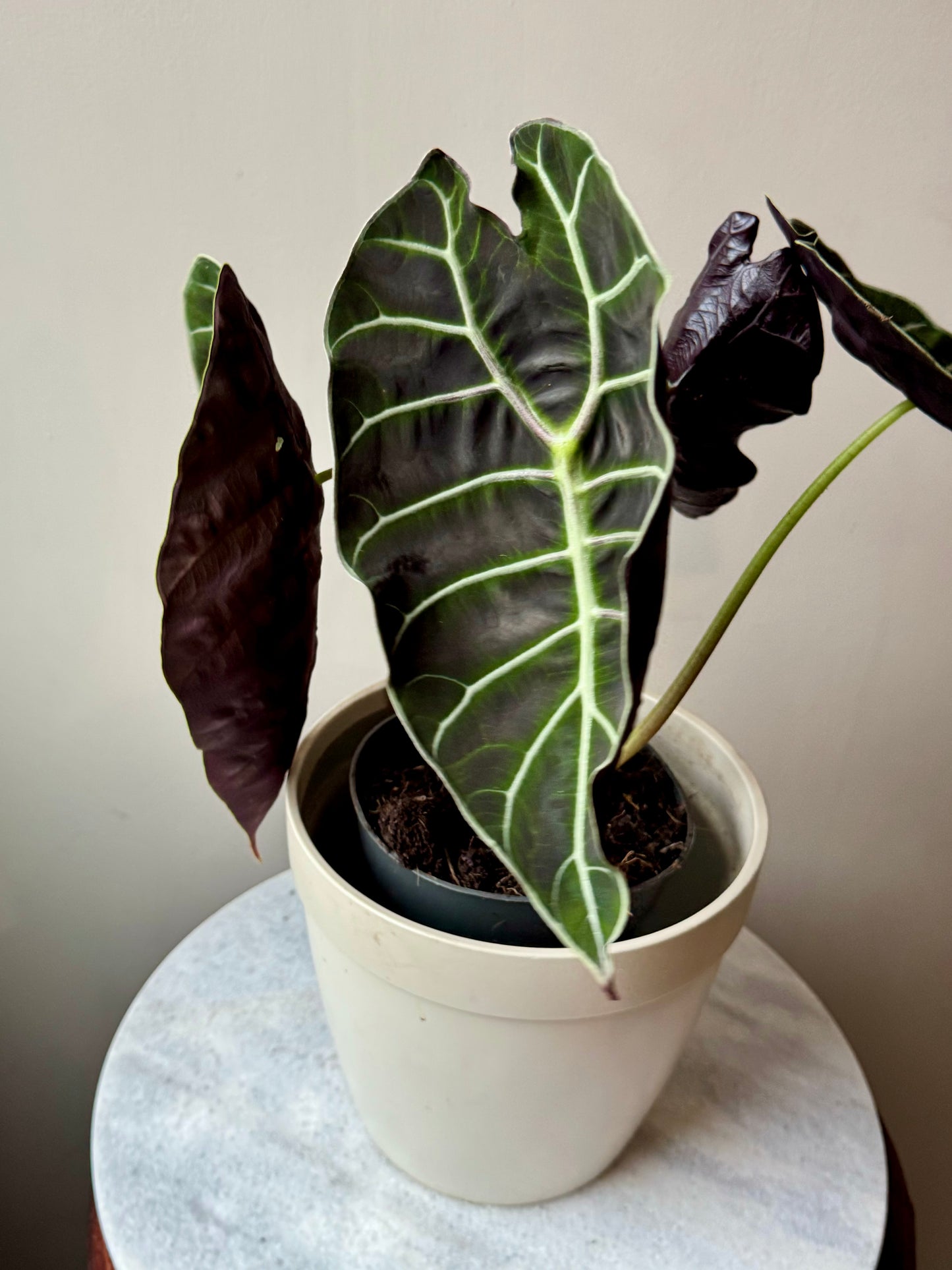 Alocasia Watsoniana - African Mask Plant