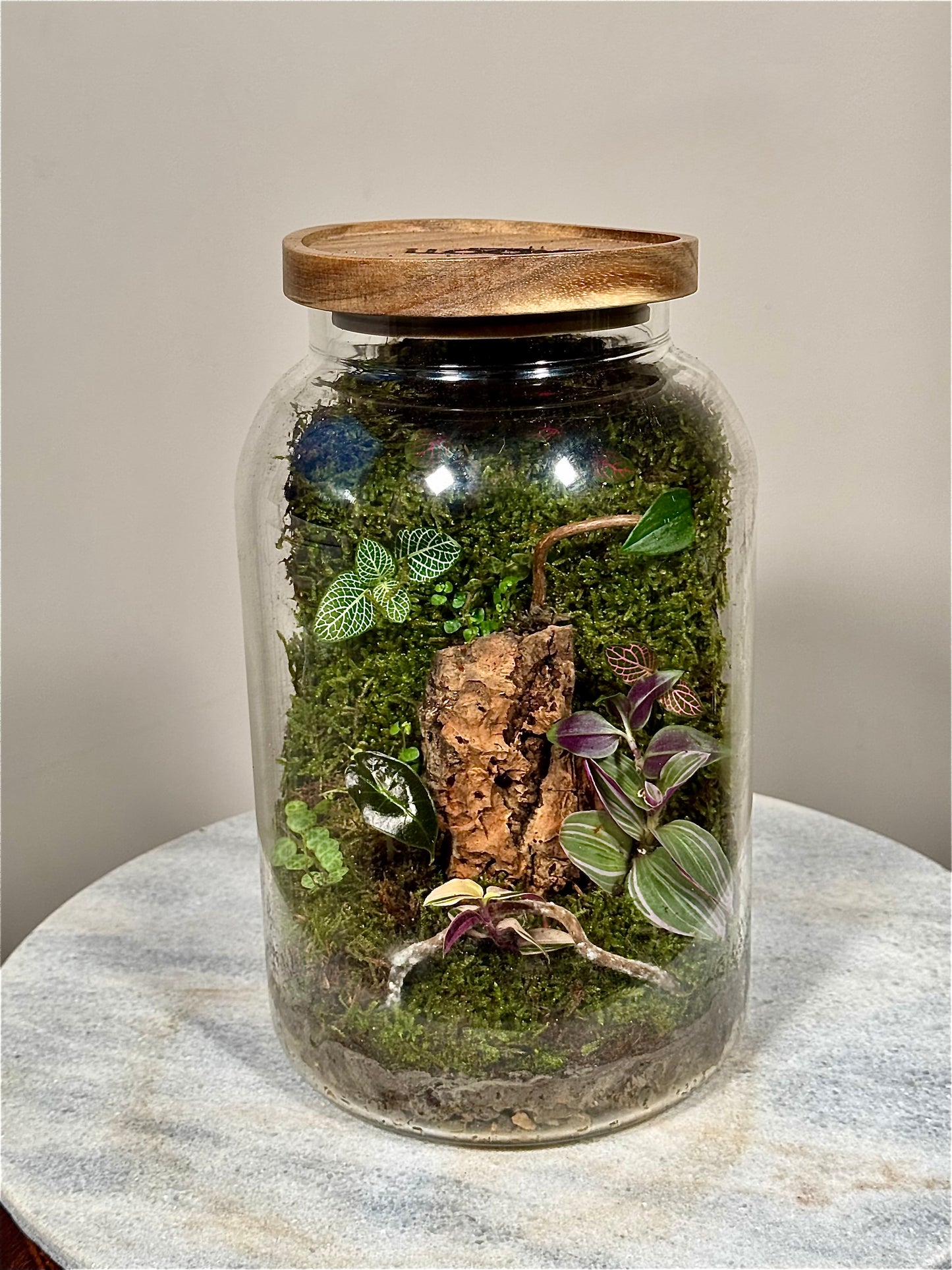 Large Moss Terrarium