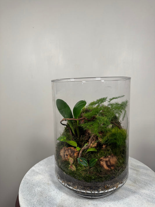 Large Glass Terrarium Bottle Garden