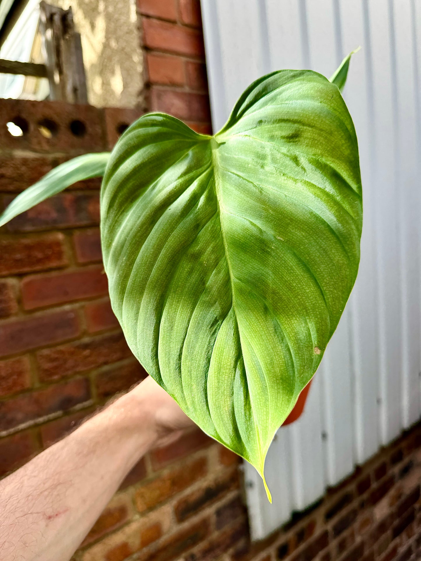 Philodendron Nangaritense - Fuzzy Petiole