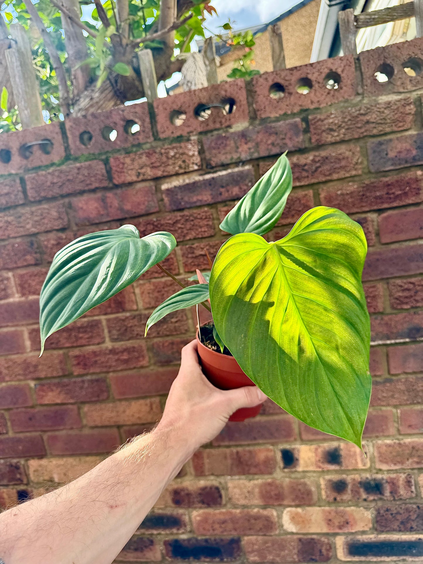 Philodendron Nangaritense - Fuzzy Petiole