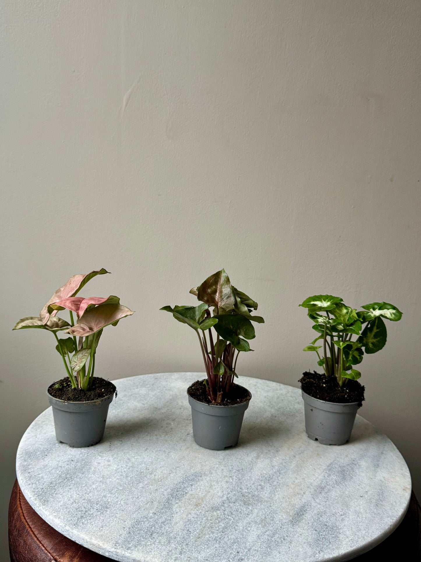 Syngonium Mixed Varieties - Arrow Head Vine