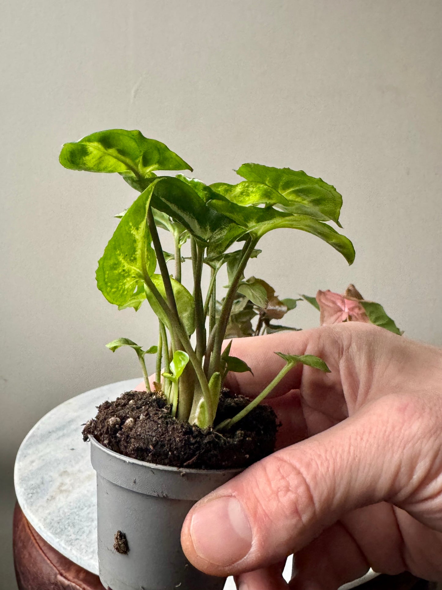 Syngonium Mixed Varieties - Arrow Head Vine