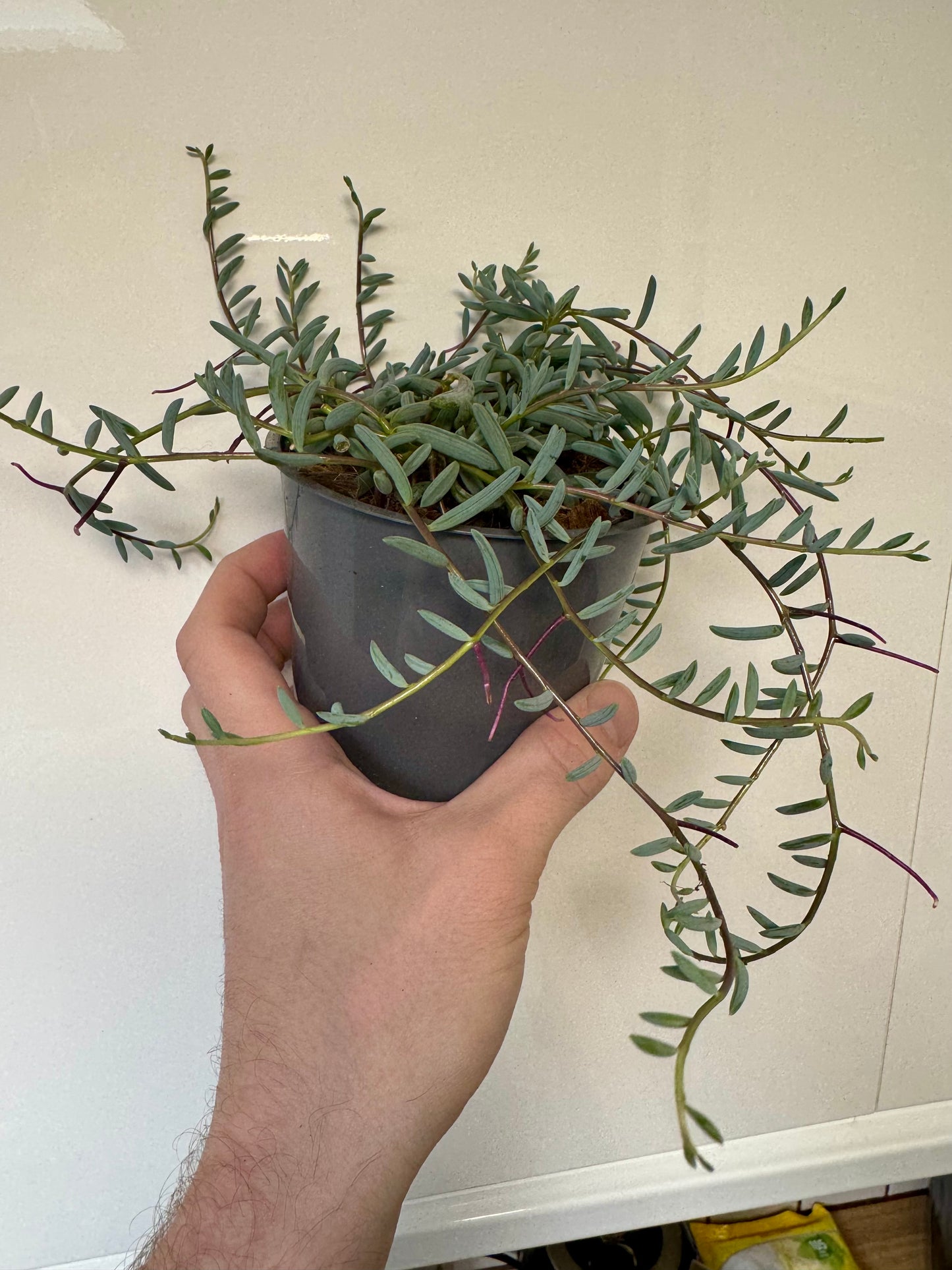 Senecio Radicans - String of Bananas