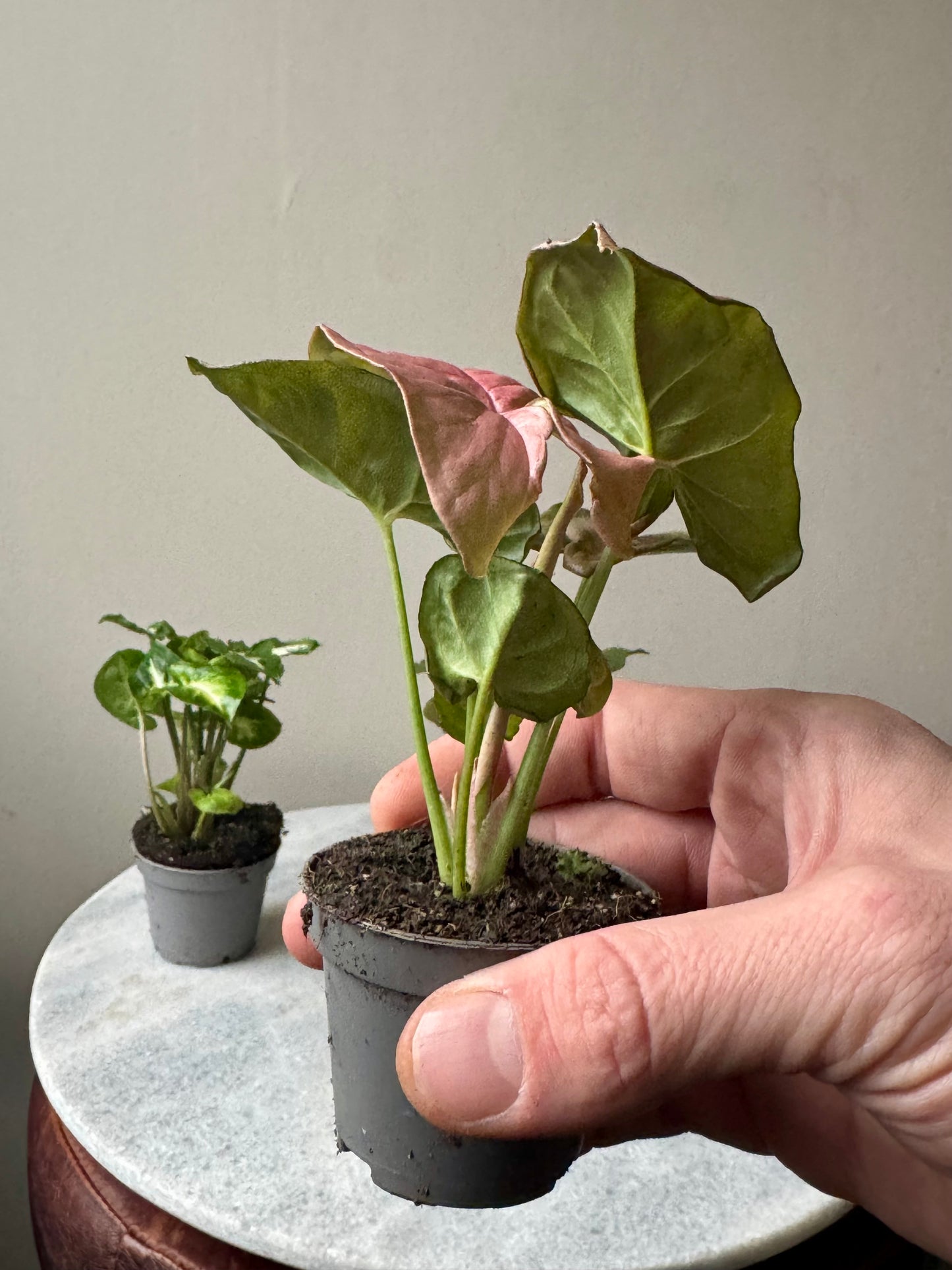 Syngonium Mixed Varieties - Arrow Head Vine