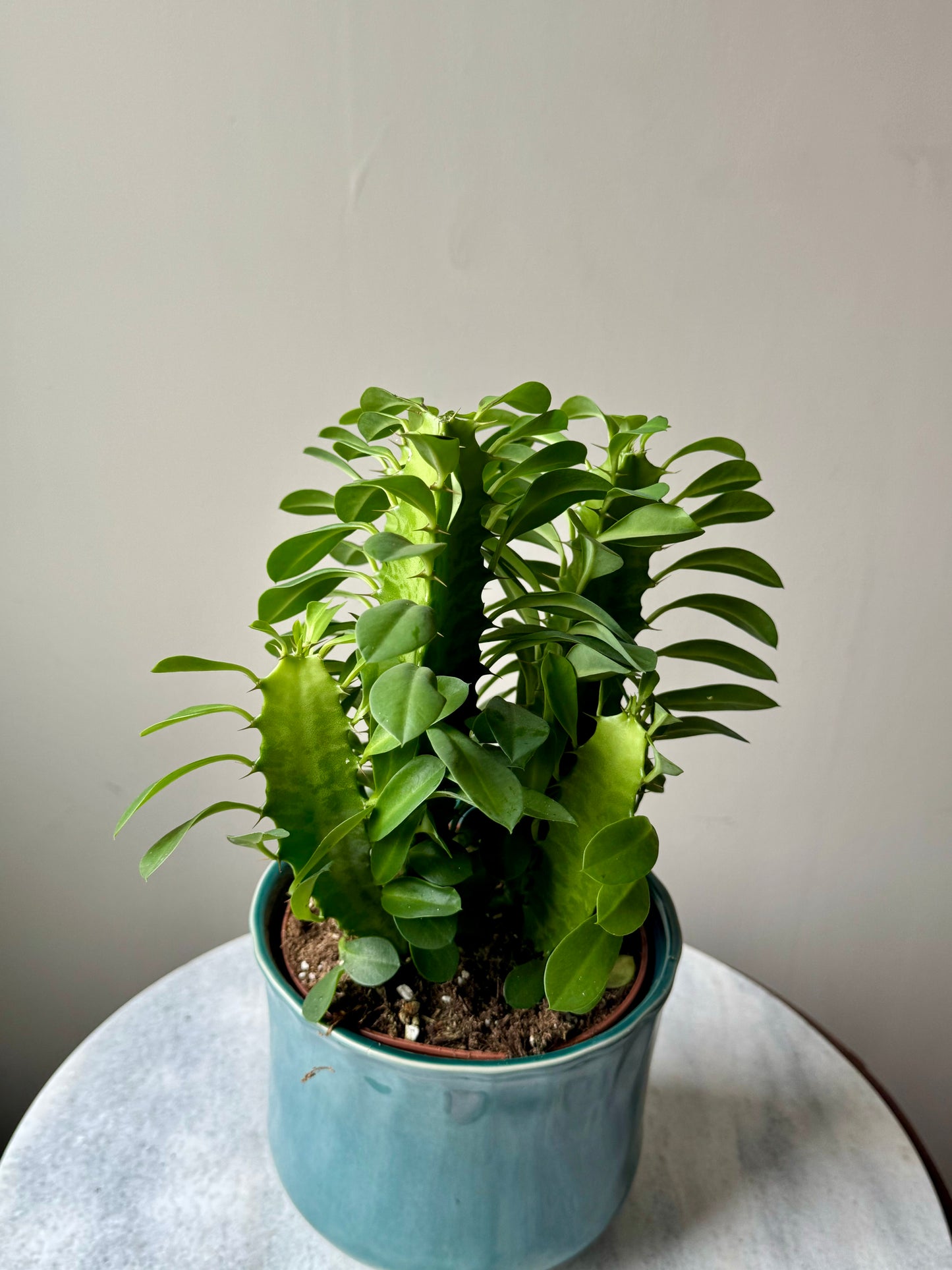 Euphorbia Trigona - African Milk Tree Cactus
