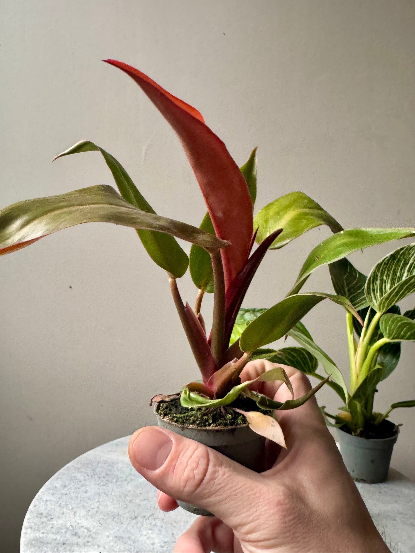 Philodendron Mixed Varieties