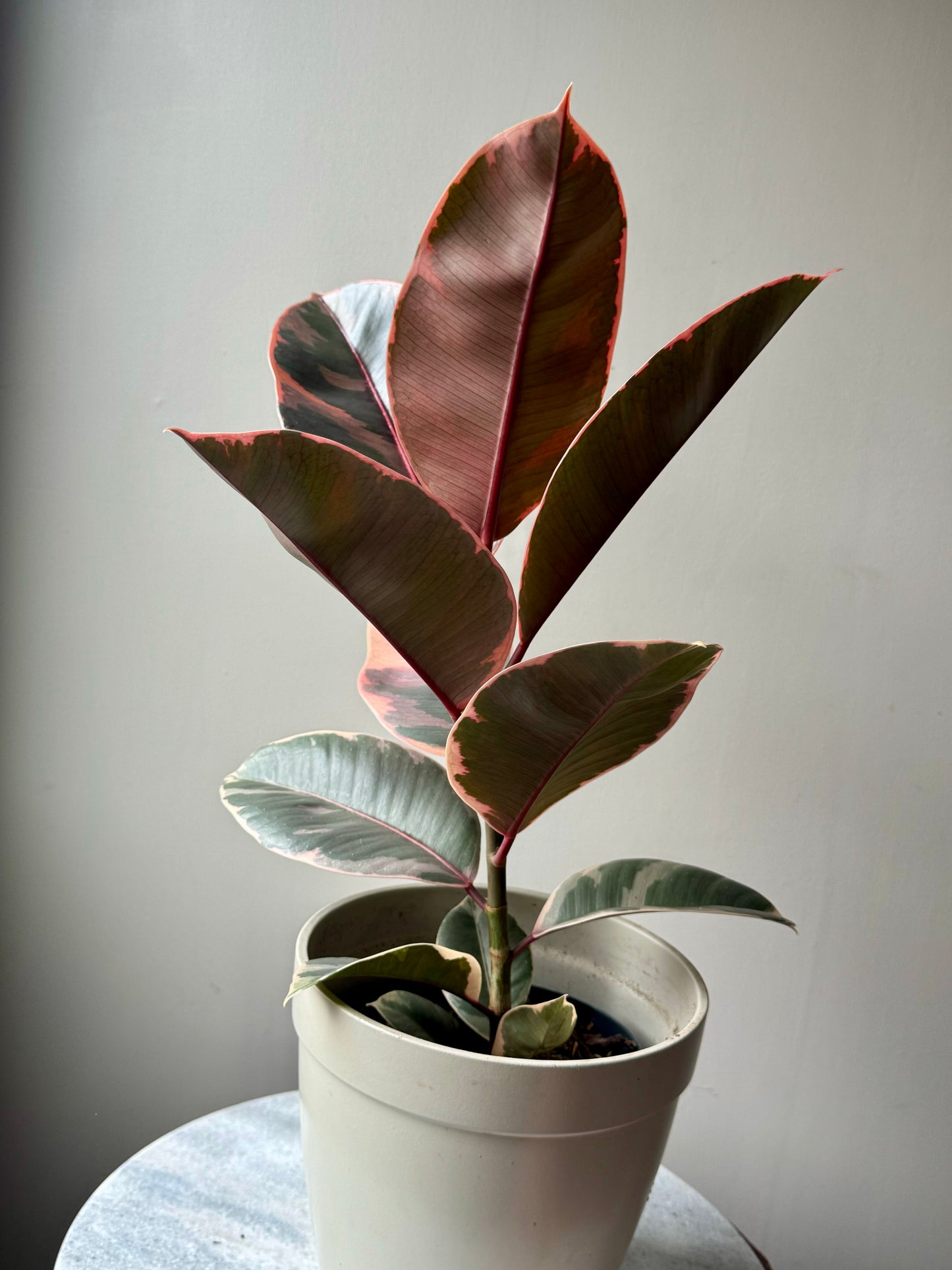Ficus Elastica Mixed Varieties