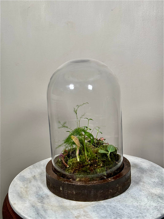Wooden Dome Terrarium