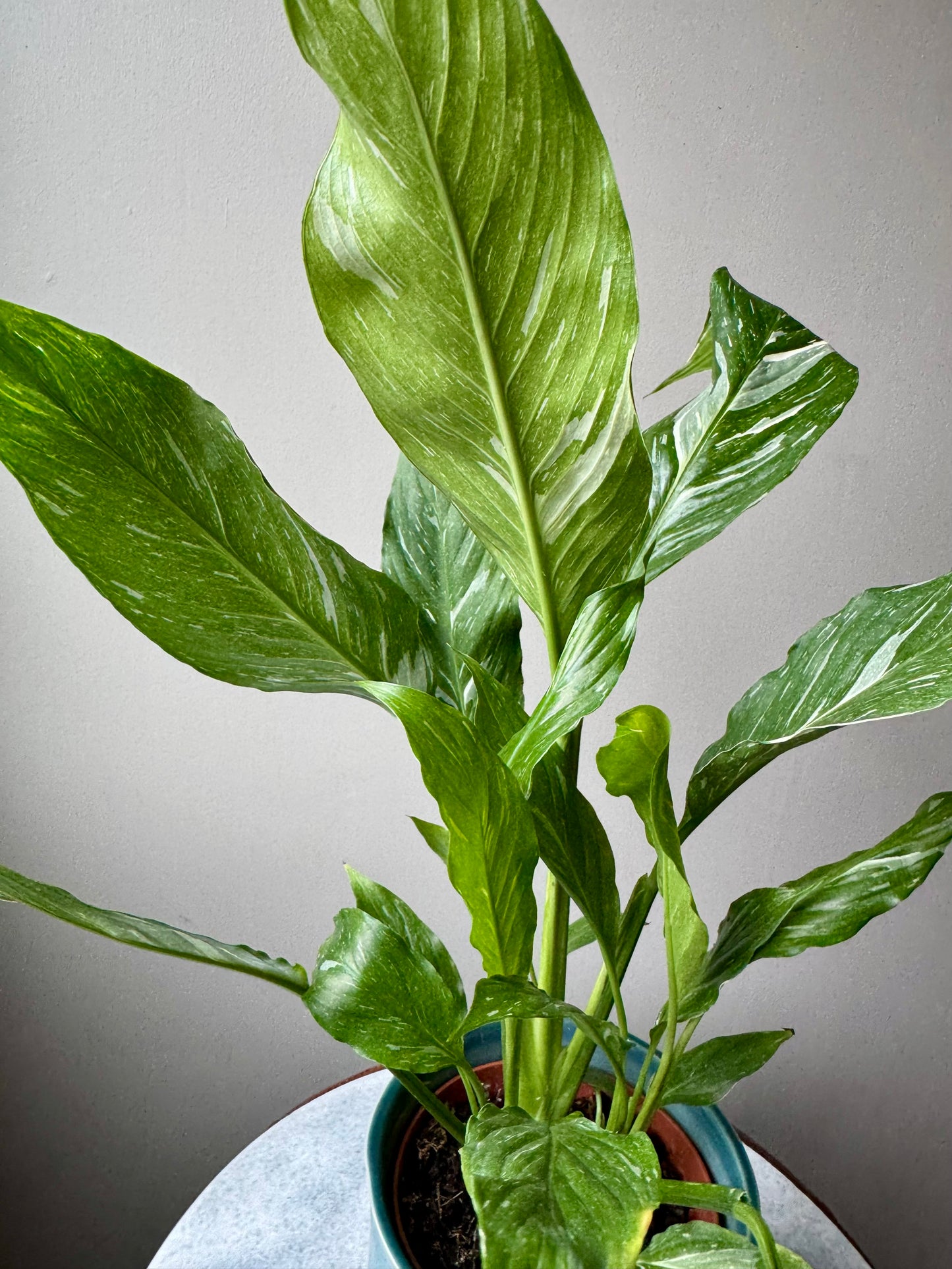 Spathiphyllum Diamond Variegata - Variegated Peace Lily
