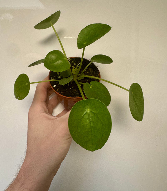 Pilea Peperomodies - Chinese Money Plant