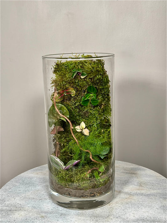 Medium Glass Moss Terrarium