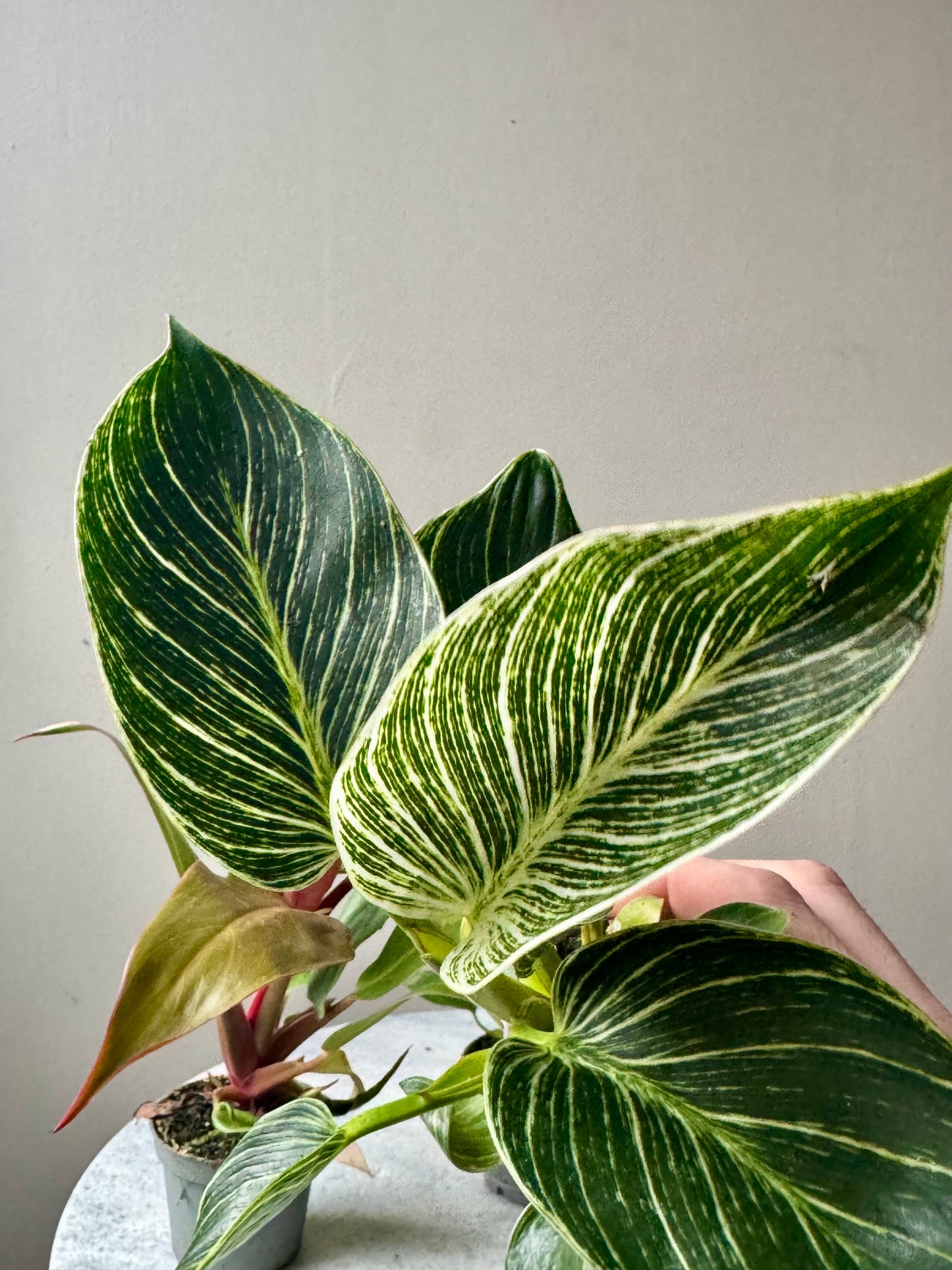 Philodendron Mixed Varieties