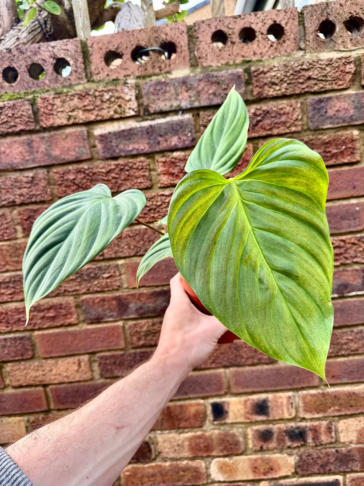 Philodendron Nangaritense - Fuzzy Petiole