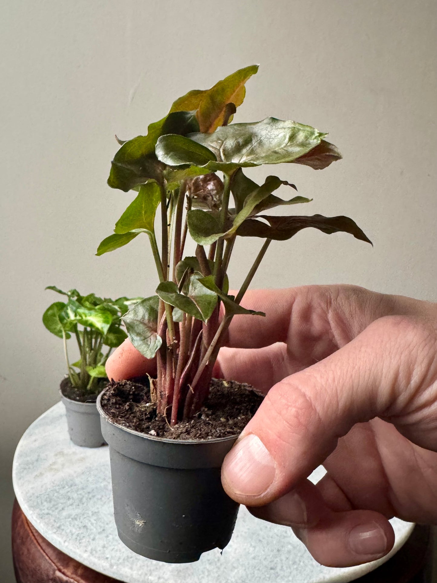 Syngonium Mixed Varieties - Arrow Head Vine