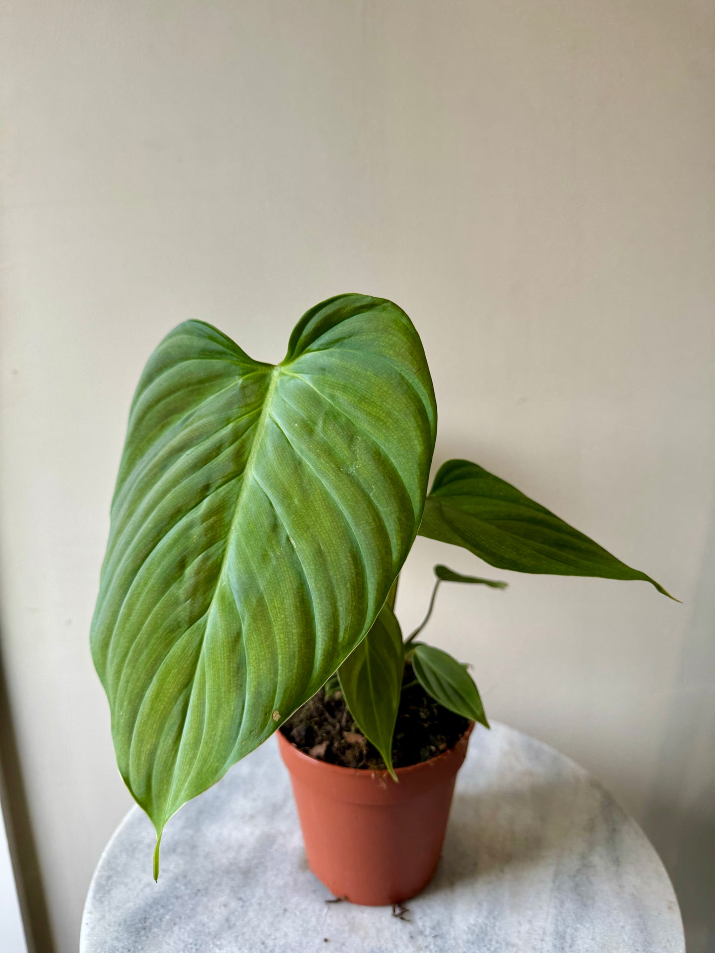 Philodendron Nangaritense - Fuzzy Petiole