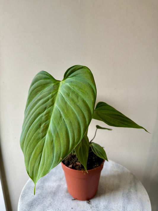 Philodendron Nangaritense - Fuzzy Petiole