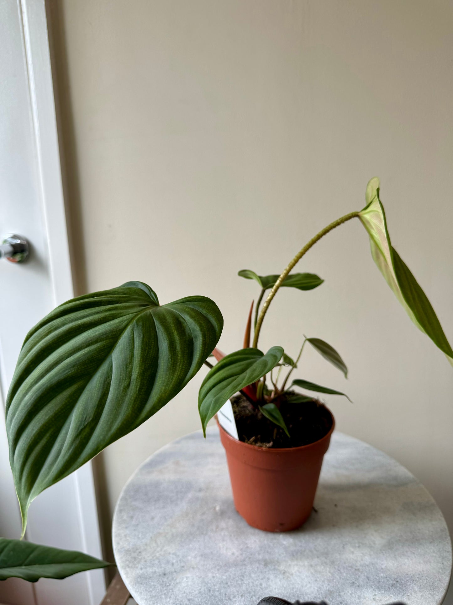 Philodendron Nangaritense - Fuzzy Petiole